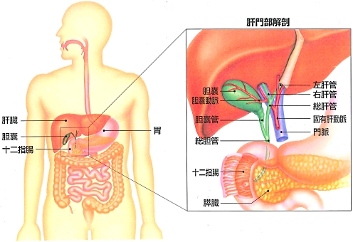 胆道系と膵臓の解剖