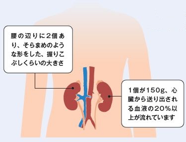 西陣病院、腎臓について